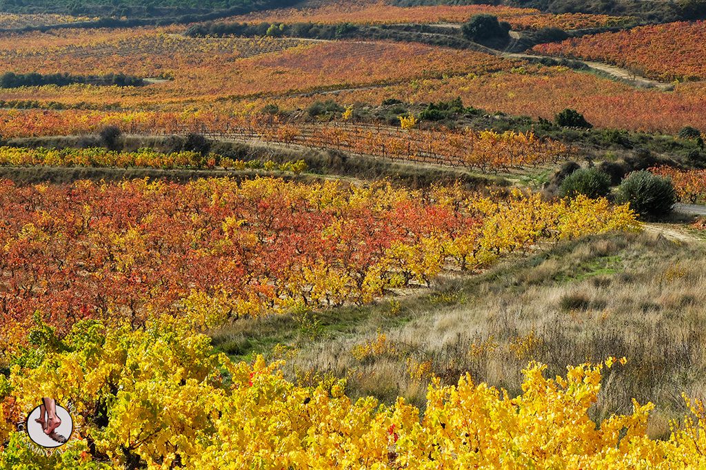 Laguardia viñedo rojo amarillo