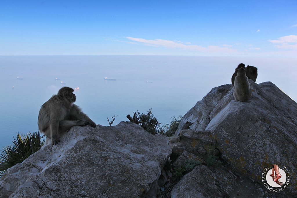 Monos Gibraltar