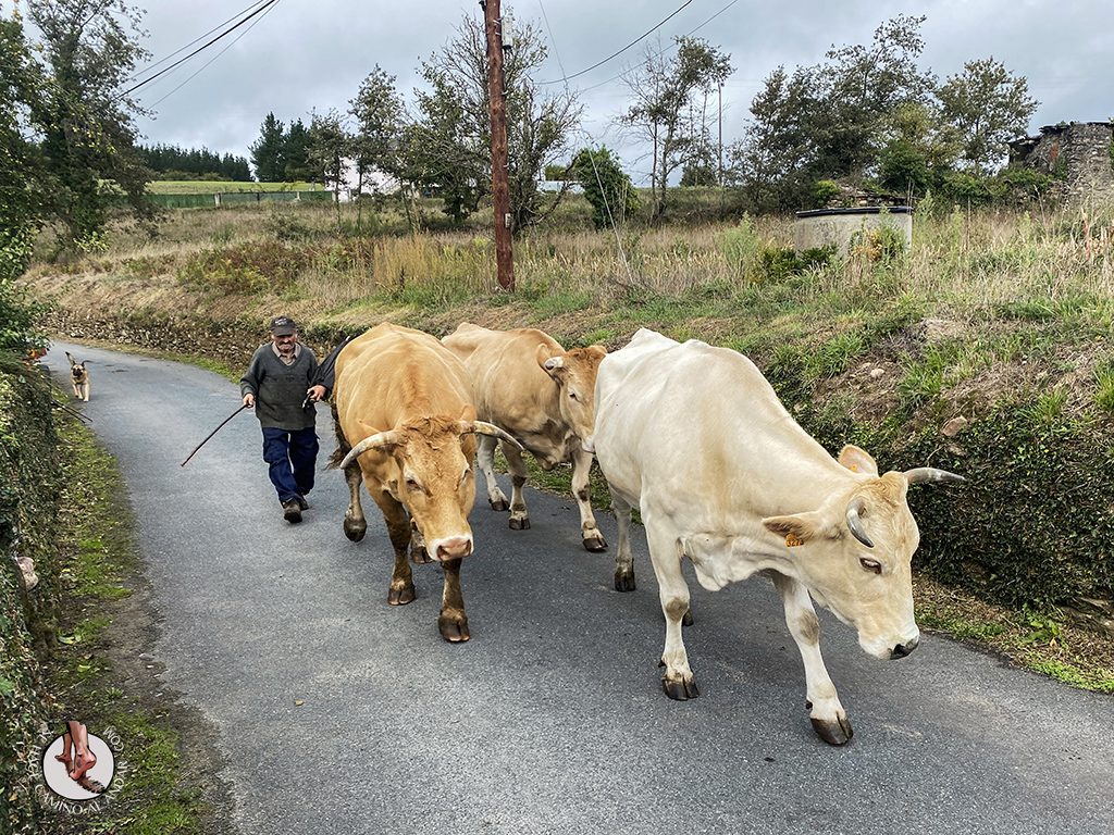 Sarria-Portomarin paradela vacas