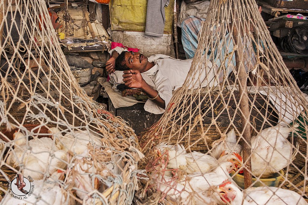 Vendedor gallinas mercado de calcuta