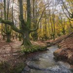 Visitar el hayedo de Otzarreta, un bosque mágico en el Gorbeia