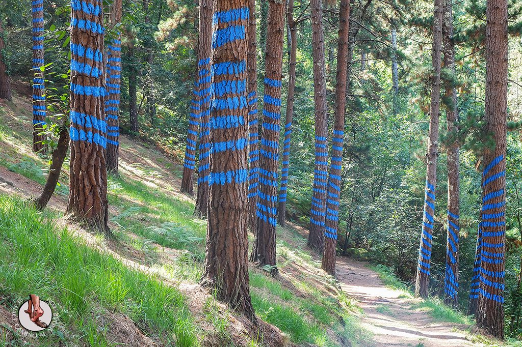 bosque de oma lineas azules