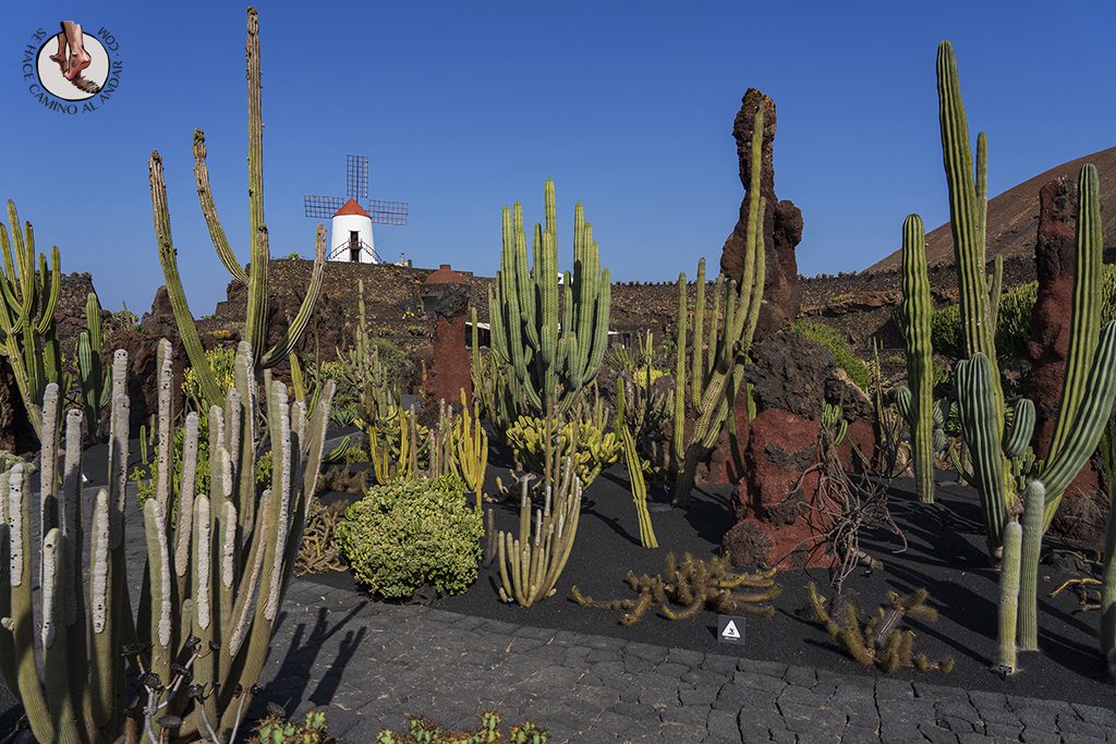 que ver lanzarote jardin cactus especies